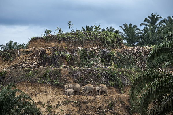 Elefanten in Palmölplantage - Foto: Aaron Bertie Gekoski