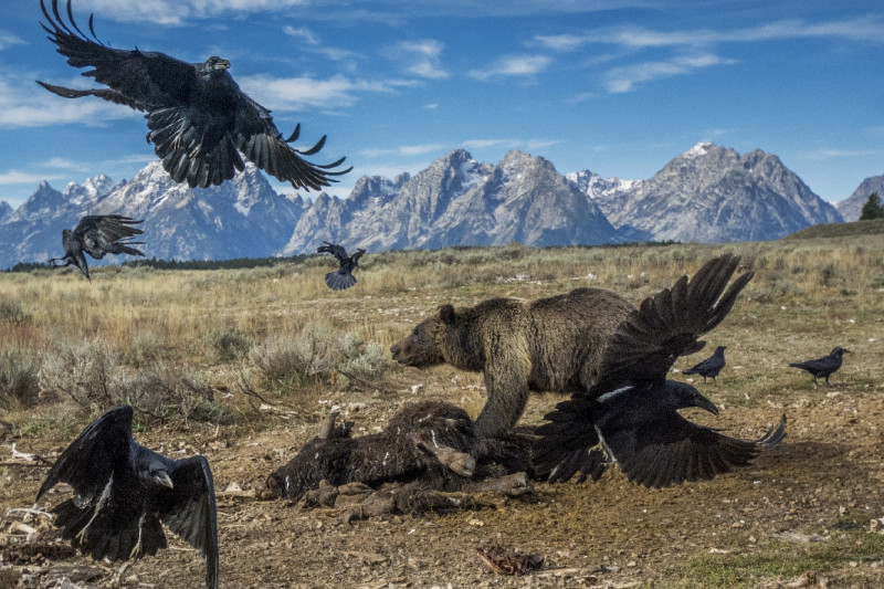 Ein Grizzly und Raben streiten vor derKulisse der Teton-Bergkette um die Überreste eines Bisons.