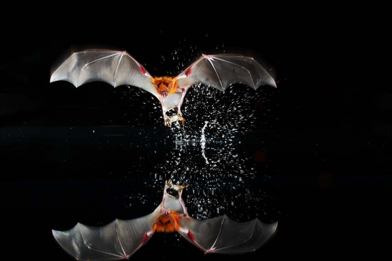 Eine Fledermaus fischt ihr Futter aus dem Wasser.