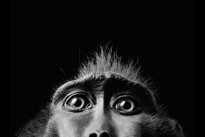 Blitzlicht-Porträt eines Affen.