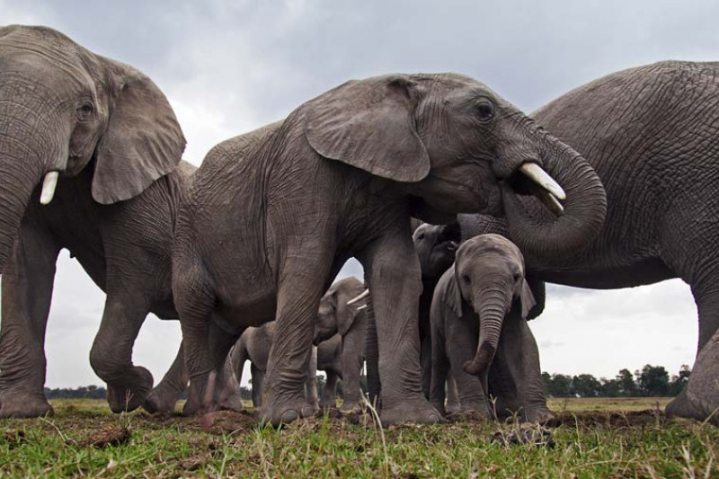 Eine Elefantenherde mit Jungtiere.