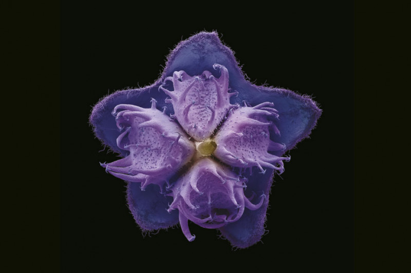 Eine Boraginaceae Blüte im leuchtenden Lila vor schwarzem Hintergrund.