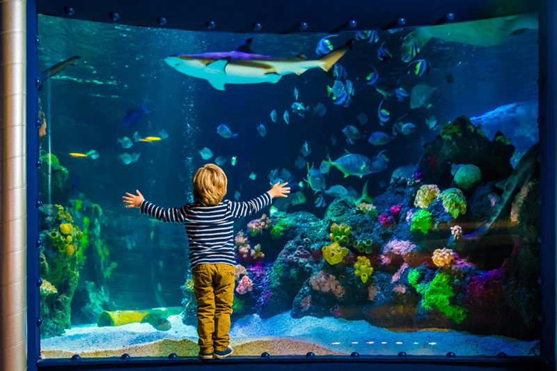 Ein Kind steht vor einer formatfüllenden Aquariumscheibe und bewundert die vielfältigen Fische udn Korallen