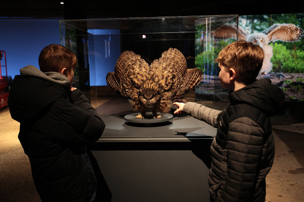 Zwei Kinder entdecken in der Ausstellung „Mythos Wald“ einen Uhu in einer Vitrine und erleben die heimische Tierwelt aus nächster Nähe.
