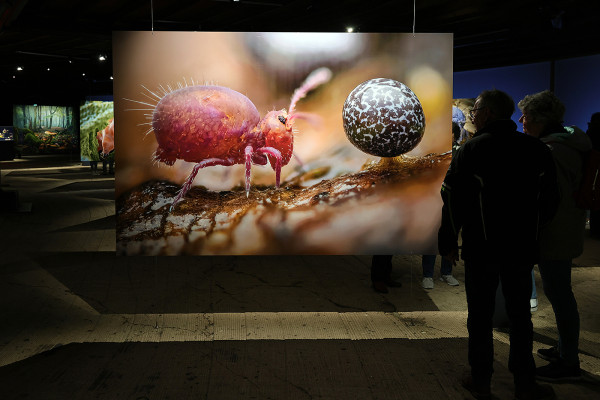 Zwei Besucher der Ausstellung Mythos Wald betrachten einen großfomatigen Ausstellungsdruck in der unteren Ebene des Gasometers.