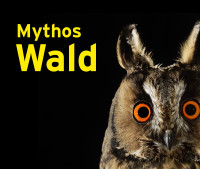Die Abbildung zeigt das Buchcover des Ausstellungskatalogs "Mythos Wald". Zu sehen ist eine Waldohreule auf schwarzem Hintergrund.