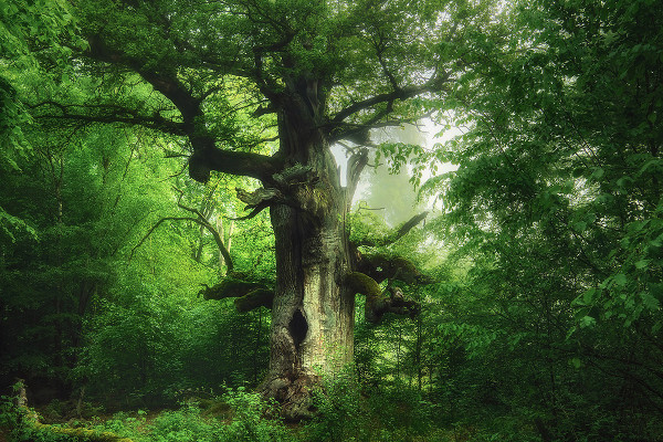 Das Bild des Fotografen Kilian Schönberger mit dem Titel „Kamineiche“ zeigt einen großen alten Baum, der mittig in einem dichten, grünen Wald steht. Sein breiter Stamm wirkt verwittert und hat unten eine dunkle Höhlung. Dicke, moosbewachsene Äste ragen weit zur Seite und bilden ein auslandendes Blätterdach. Sonnenlicht fällt durch die Blätter und taucht die Szene in ein weiches, grünliches Licht.